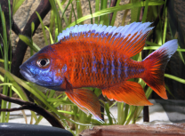 Aulonocara jacobfreibergi "eureka" XL