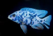 Aulonocara "ob blue" super color XL