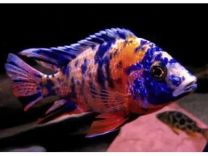 Aulonocara "ob blue" super color XL