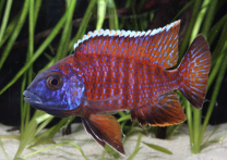 Aulonocara "rubin red"  XL