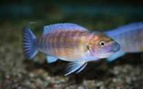 Labeotropheus trewawasae chilumba