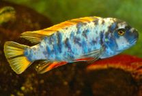Labeotropheus Fuelleborni Fuawe F1 