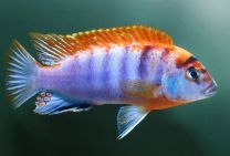 Labidochromis sp. Hongi Redtop