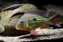 Geophagus winemilleri