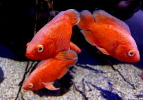 Astronotus ocellatus - red chilli
