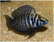 Lamprologus calvus