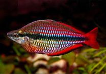 Melanotaenia australis super red