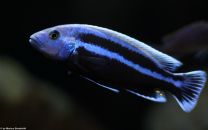 Melanochromis Chipokae