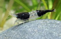 Neocaridina davidi must Rili