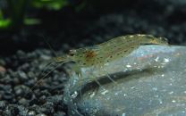 Caridina japonica