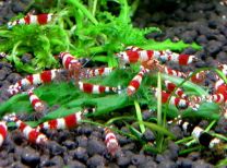 Caridina sp. crystal red SELECT