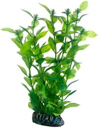 Hobby Hygrophila 20 cm