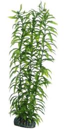 Hobby Heteranthera SB 34 cm