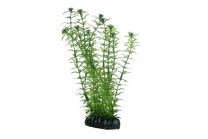 Hobby Lagarosiphon 7cm