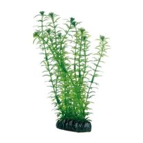 Hobby Lagarosiphon 20cm