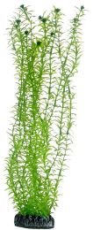 Hobby Lagarosiphon 34 cm