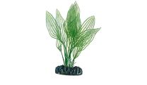 Hobby Aponogeton 16cm