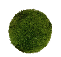 Cushion Moss on StickySoil ø9,6x6cm