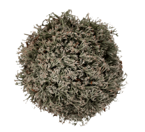 Reinder Moss on StickySoil ø9,6x6cm
