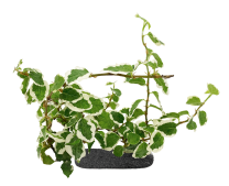 Ficus pumila "Belle Sunny" - StickySoil ø9,6x10cm