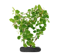Ficus pumila "Sunny" - StickySoil ø9,6x10cm