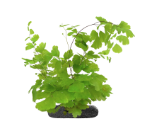 Adiantum sp. - StickySoil ø9,6x10cm