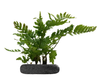 Dryopteris Erythrosora 'Compacta' - StickySoil ø9,6x10cm