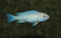 Pseudotropheus socolofi albino