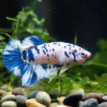 Betta Plakat Blue Marble