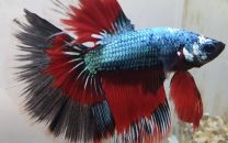 Betta splendens isane halfmoon dragon