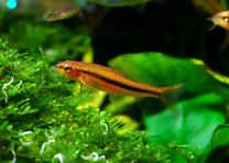 Petruichthys Sp. Rosy M