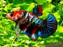 Betta sp. plakat fancy - isane