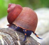 Notopala sp. - Blue berry snail