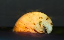 Neritina pulligera albiino