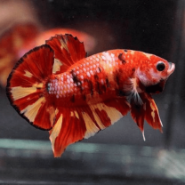 Betta sp. plakat koi