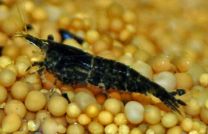 Neocaridina Sp. Navy Blue M