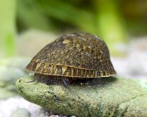 Septaria Porcellana