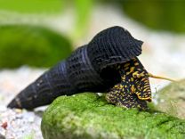 Tylomelania towutensis