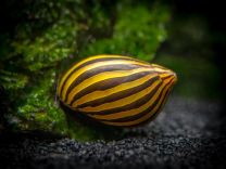 Neritina turrita zebra
