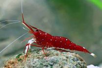 Caridina Dennerlii