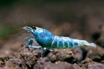 Caridina cantonensis Blue Bolt