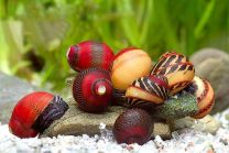 Vittina waigiensis