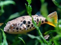 Tetraodon schoutedeni