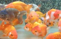Car. auratus ranchu mix