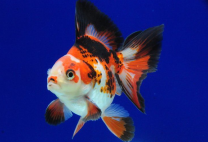 Car. auratus Ryukin tricolor M