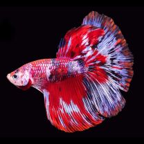 Betta splendens halfmoon koi isane