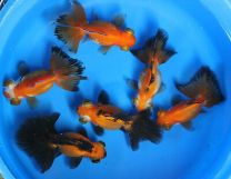 Car. auratus liblikas mix