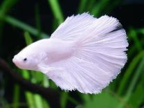 Betta isane Halfmoon "Opaque white"