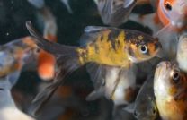 Car. auratus bristol shubunkin 4 - 7 cm