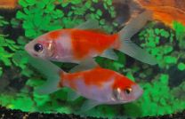 Car. auratus bristol sakura 4 - 7 cm